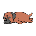 Brown American-Bulldog