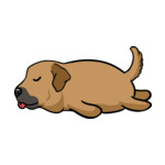 Brown Anatolian-Shepherd