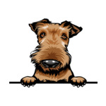 Brown Animal-Dog-Airedale-8ikkkmffe-Color-Peeking