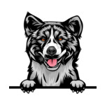 Grey Animal-Dog-Akita-kkkfv5abcm-Color-Peeking