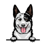 Grey Animal-Dog-Australian-Cattle-Dog-med5t-Color-Peeking