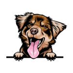 Brown Animal-Dog-Australian-Shepherd-8kkkfv5ab-Color-Peeking