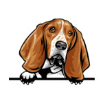 Brown Animal-Dog-Basset-Hound-8jjj4rf-Color-Peeking