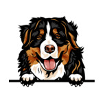 Black Animal-Dog-Bernese-Mountain-Dog-6yhkma-Color-Peeking