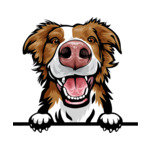 Brown Animal-Dog-Border-Collie-8kkkfv5ab-Color-Peeking