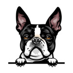 Black Animal-Dog-Boston-Terrier-8ikkkmffe-Color-Peeking