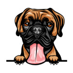 Brown Animal-Dog-Boxer-8jjj4rfff-Color-Peeking