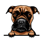 Brown Animal-Dog-Boxer-kkmffeabfdyr-Color-Peeking