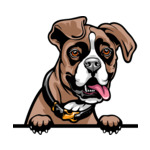 Brown Animal-Dog-Boxer-rg6h-Color-Peeking