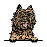 Light Brown Animal-Dog-Cairn-Terrier-8ujjnyr-Color-Peeking