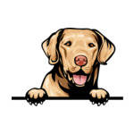 Light Brown Animal-Dog-Chesapeake-Bay-Retriever-8kkkfv5-Color-Peeking