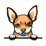 Light Brown Animal-Dog-Chihuahua-2-tg6y-Color-Peeking