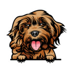 Brown Animal-Dog-Cockapoo-6577g44-Color-Peeking