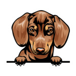 Brown Animal-Dog-Dachshund-8kkkfv5-Color-Peeking