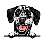 White Animal-Dog-Dalmatian-8jjj4rff-Color-Peeking