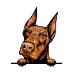 Brown Animal-Dog-Doberman-8jjj4rff-Color-Peeking