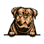 Light Brown Animal-Dog-Dogue-De-Bordeauzx-6577g44a-Color-Peeking