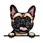 Light Brown Animal-Dog-French-Bulldog-8jjj4rff-Color-Peeking