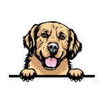Light Brown Animal-Dog-Golden-Retriever-7a-Color-Peeking