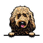 Light Brown Animal-Dog-Goldendoodle-6yhkma-Color-Peeking