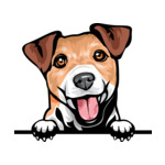 Light Brown Animal-Dog-Jack-Russell-Terrier-8kkkfv5abcg-Color-Peeking