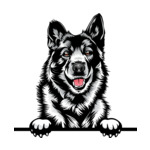 Grey Animal-Dog-Norwegian-Elkhound-8ujjnyrzzzz-Color-Peeking