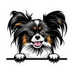 Black Animal-Dog-Papillion-6yhkm-Color-Peeking