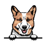 Light Brown Animal-Dog-Pembroke-Welsh-Corgi-5t6-Color-Peeking