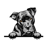 Grey Animal-Dog-Pit-Bull-6yhkma-Color-Peeking
