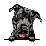 Grey Animal-Dog-Pit-Bull-8jjj4rfff-Color-Peeking