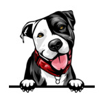 White Animal-Dog-Pit-Bull-8kkkfv5-Color-Peeking