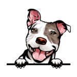 Grey Animal-Dog-Pit-Bull-8kkkfv5abct-Color-Peeking