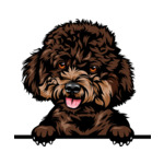 Brown Animal-Dog-Poodle-8jjj4rffffffffyyyy-Color-Peeking