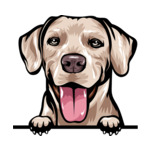 Light Brown Animal-Dog-Rhodesian-Ridgeback-kkkmffea-Color-Peeking