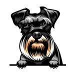 Black Animal-Dog-Schnauzer-8jjj4rffffffffyy-Color-Peeking