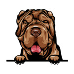 Brown Animal-Dog-Shar-Pei-kmffeabfdyr-Color-Peeking