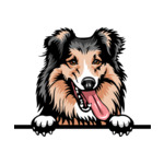 Black Animal-Dog-Shetland-Shepdog-5-tg6y-Color-Peeking