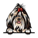 Grey Animal-Dog-Shih-Tzu-6yhkma-Color-Peeking