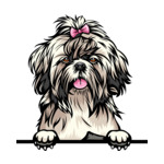 Grey Animal-Dog-Shih-Tzu-8ujjnyrzzzz-Color-Peeking