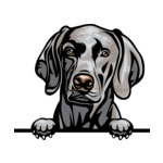 Grey Animal-Dog-Weimaraner-6yhkmb-Color-Peeking