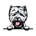 White Animal-Dog-West-Highland-White-Terrier-6yhkm-Color-Peeking