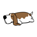 Mix Basset-Hound