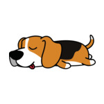 Mix Beagle