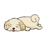 Brunette Bichon