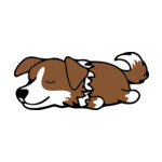 Brown Border-Collie-3