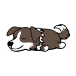 Brown Border-Collie