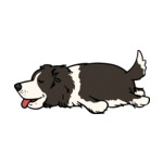 Black Border-collie-4