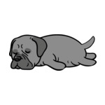 Gray Boxer-2(1)