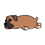 Brown Boxer