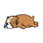 Brown Bull-Dog